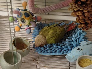 鸟笼内的多样宠物鸟用品