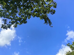 仰望蓝天绿树白云