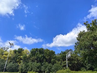 蓝天绿树风景图