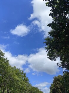 蓝天白云下的葱郁树林