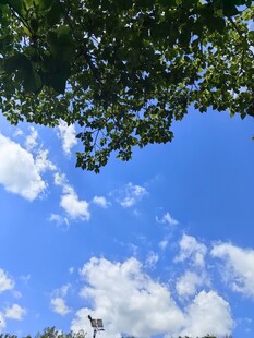 蓝天绿叶间的清新景致