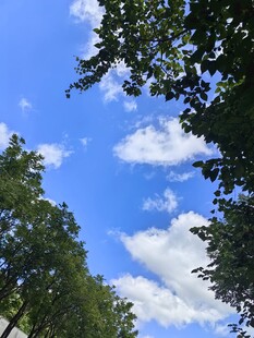 蓝天白云下的绿树景致