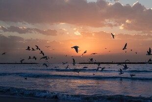 夕阳下海面飞鸟美景