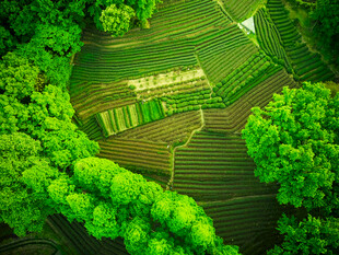俯瞰翠绿田野与茂密树林