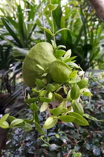 翠绿植物特写