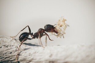 蚂蚁搬运食物瞬间