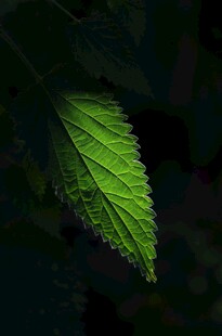 微光下的翠绿叶片