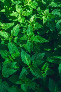翠绿繁茂的新鲜罗勒叶