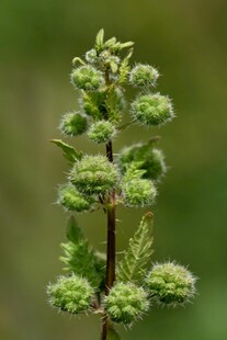 绿色带绒球状植物特写