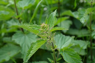 带刺的绿色荨麻植株