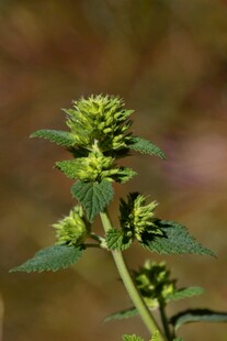 带刺绿色植物特写