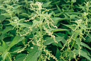 绿色繁茂的植物植株