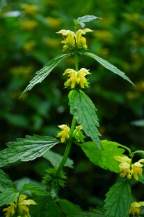 黄色小花植物特写