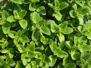 鲜嫩绿叶植物特写