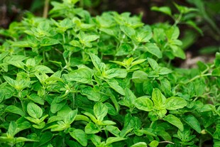 嫩绿繁茂的清新植物
