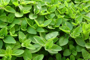 翠绿茂盛的绿叶植物