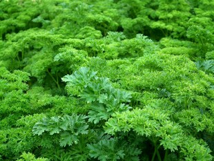 翠绿繁茂的新鲜欧芹