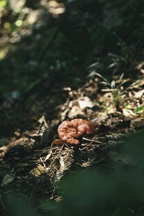 森林中生长的红色蘑菇