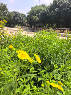 黄色小菊花
