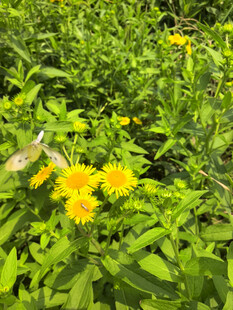 黄色小菊花