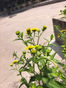 黄色小菊花