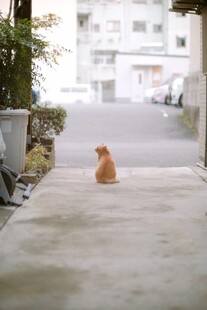 小巷中独坐的橘色猫咪