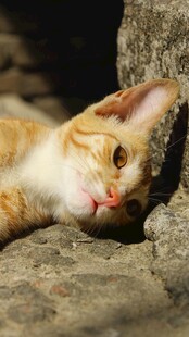 橘猫慵懒趴卧石头上