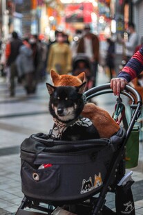 街头萌犬坐推车出行