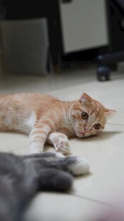 橘猫慵懒躺地玩毛绒玩具