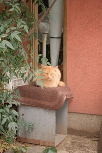 慵懒猫咪趴坐户外石台