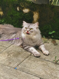 长毛猫咪惬意躺地玩耍