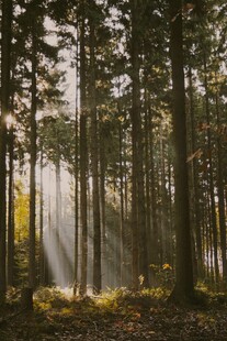 阳光穿透森林的静谧美景