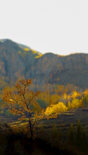秋日山间黄叶树