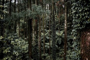 茂密森林中的繁茂植被