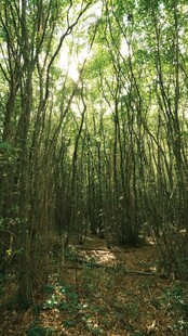 阳光洒落的静谧竹林小道