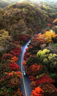 秋日山林间的蜿蜒公路