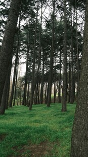 森林中的翠绿草地与树木