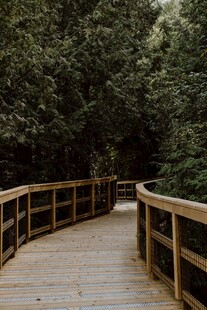 林间木栈道静谧自然景