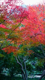 秋日红枫美景
