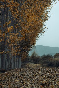 秋日林间落叶铺就的美景