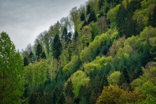 山林绿意盎然的美丽景致