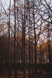 夕阳下的枯树林