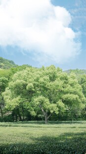 翠绿山林下的开阔草地