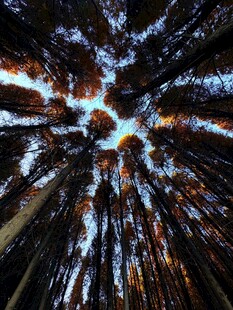 绚丽烟花绽放夜空