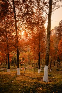 秋日林间夕照美景