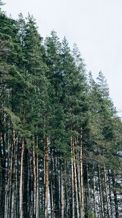 茂密松树林景观