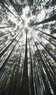 阳光穿透茂密竹林景观