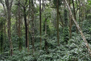 茂密森林绿意盎然景象