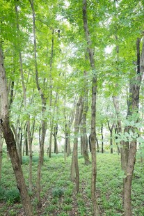 夏日葱郁树林美景