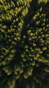 茂密绿植俯瞰景象